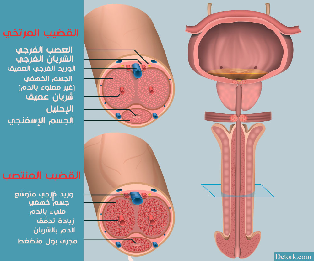 تشريح العضو الذكري أثناء الارتخاء والانتصاب